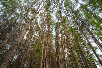 Looking up at towering pine tree canopy