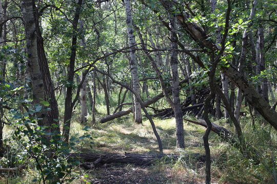 logs, fallen trees in grassy clearing in boreal forest in bright sunshine