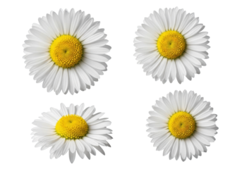 four individual, transparent daisies showing macro detail and perfect structure, isolated against a seamless transparent studio background with soft high-key lighting. concept of perfection nature
