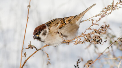 sparrow on a branch