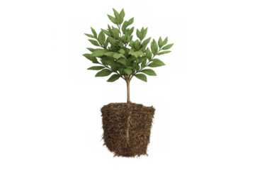 Seedling with green leaves and visible roots in soil. Concept of investment, development, and environmental care. Transparent background