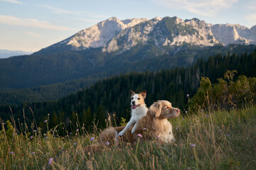 The retriever and terrier lie at ease in the grass while golden evening light touches the distant peaks. Their posture reflects calm and rest.