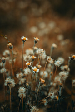 Flores silvestres delicadas surgem entre tons terrosos, formando um campo suave e po&eacute;tico. Pequenas e resistentes, balan&ccedil;am ao vento e revelam a beleza simples da natureza.