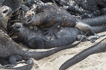 Obraz premium Galapagos marine iguanas are a marvel of evolution. After diving into the ocean to graze on red and green algae, they gather on the sun-baked volcanic rocks to regulate their body temperature