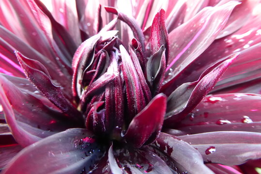 Nahaufnahme, Bl&uuml;te violette Dahlie, Tropfen