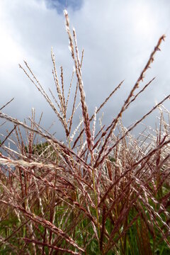 Nahaufnahme, Chinaschilf, Miscanthus sinensis, Sonne