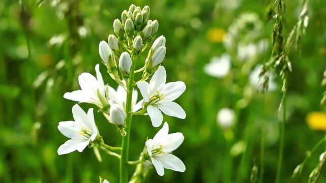Asphodel Flower Blooming