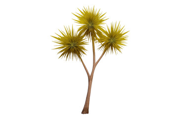 Obraz premium Yellow spiky tropical plant with radiating foliage. Detailed 3d render of exotic flora with a transparent background