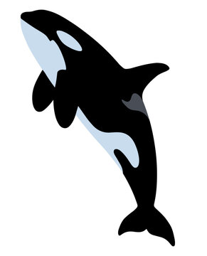 Orca Killer Whale Vector Illustration