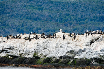 Imperial Shag Leucocarbo atriceps, Ushuaia Argentina