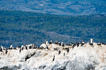 Imperial Shag Leucocarbo atriceps, Ushuaia Argentina