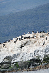 Imperial Shag Leucocarbo atriceps, Ushuaia Argentina