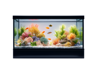 Colorful Tropical Fish Tank Aquarium with Vibrant Reef Decor  Isolated on Transparent Background