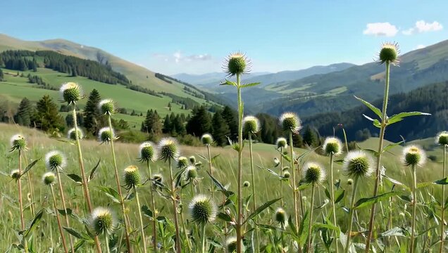 Gentle 4K countryside scene showing unbloomed thistle plants standing tall on long stems across rolling hills soft natural light rural landscape calm botanical 