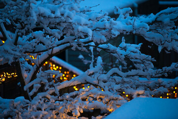 Snowy winter in an illuminated garden, Almere, Flevoland, Netherlands