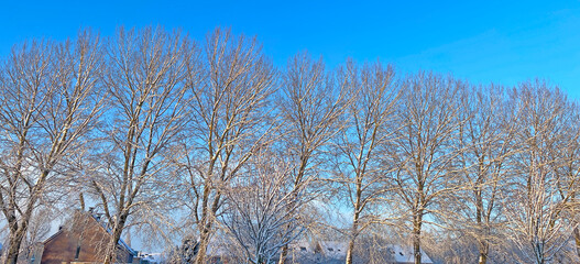 Nature covered in snow in winter, Almere, Flevoland, Netherlands