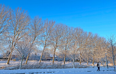 Nature covered in snow in winter, Almere, Flevoland, Netherlands
