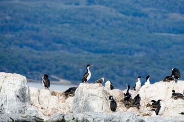Imperial Shag Leucocarbo atriceps, Ushuaia Argentina