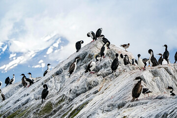 Imperial Shag Leucocarbo atriceps, Ushuaia Argentina