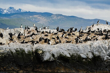 Imperial Shag Leucocarbo atriceps, Ushuaia Argentina