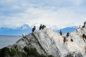 Imperial Shag Leucocarbo atriceps, Ushuaia Argentina