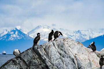 Imperial Shag Leucocarbo atriceps, Ushuaia Argentina
