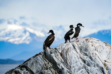 Imperial Shag Leucocarbo atriceps, Ushuaia Argentina