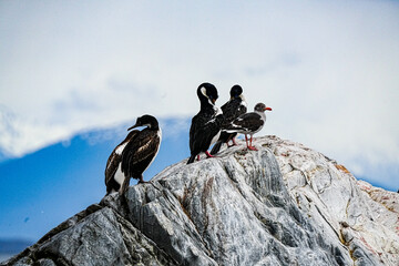 Imperial Shag Leucocarbo atriceps, Ushuaia Argentina