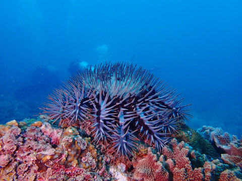 Crown of the thorn sea starfish at Tioman Island