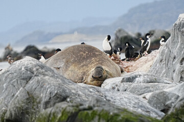 Southern Elephant Seal Mirounga leonina