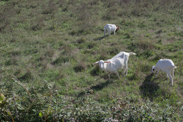 Obraz premium A Herd of Sheep Grazing in a Fenced pasture