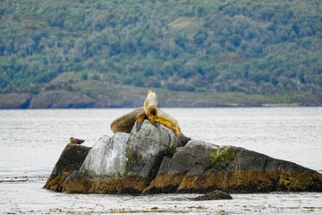 South American Sea Lion Otaria flavescens