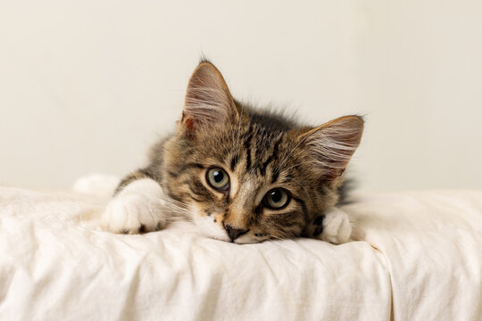 DSH Domestic Short Hair Kitten on a Blanket Gazing at Viewer