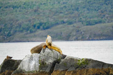 South American Sea Lion Otaria flavescens