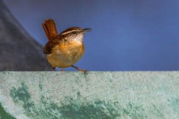 Carolina wren perched on a moss-covered cement wall.