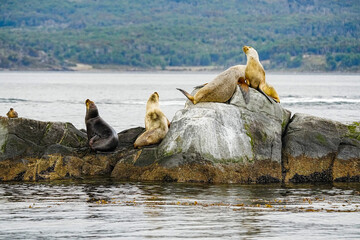 South American Sea Lion Otaria flavescens