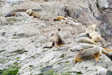 South American Sea Lion Otaria flavescens