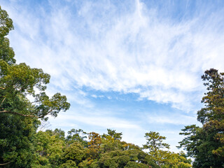 Obraz premium 神域の杜から見上げる清らかな青空