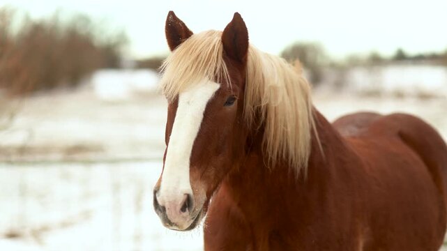 Curious chestnut Noriker draft horse gelding looking into the camera and slowly walking closer in winter scenery