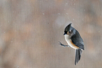 Tufted titmouse standing on the net wire screen