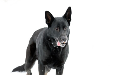 Portrait of a black german shepherd dog