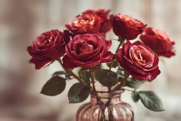Deep Red Rose Bouquet in Vintage Glass Vase Soft Focus Indoor Setting