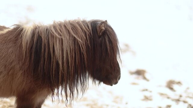 Portrait video of a Shetland pony gelding standing outdoors in winter, showing coat texture and calm behavior