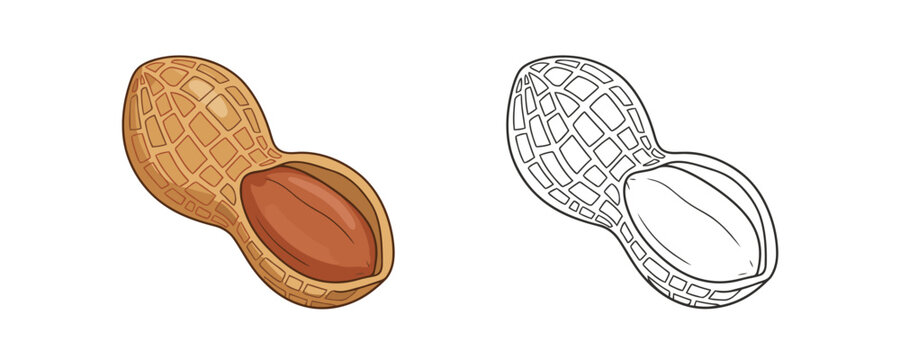 Open peanut shell and kernel in cartoon and line art styles featuring beige and brown tones representing organic snack ingredients for food packaging or coloring pages