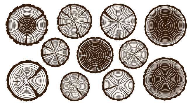 Collection of various tree trunk cross sections showing growth rings and natural cracks.