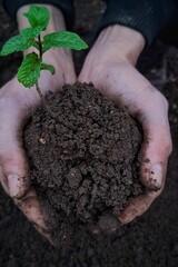 Top View of Human Hands Holding Soil with Young Plant