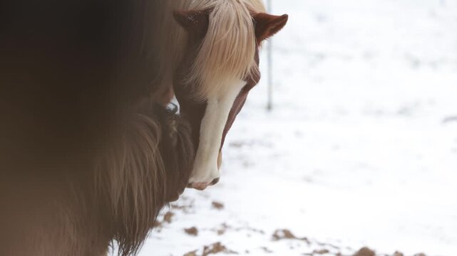 Calm interaction between a Noriker draft horse gelding and a Shetland pony in a snowy paddock scene