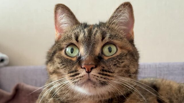 Tabby cat lounging on pink bed, relaxed green eyes facing camera, soft whiskers and extended paw, warm fur markings with orange patch, plush blanket and neutral wall background,