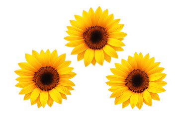 Naklejka premium Three bright yellow sunflowers blooming, showing detailed petals and dark centers on a transparent background