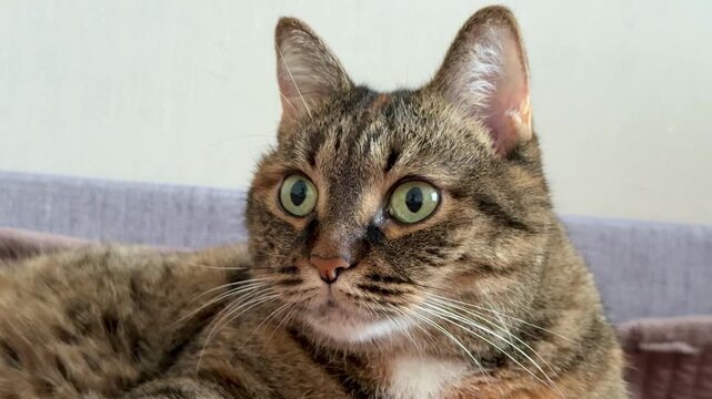 Tabby cat lounging on pink bed, relaxed green eyes facing camera, soft whiskers and extended paw, warm fur markings with orange patch, plush blanket and neutral wall background,